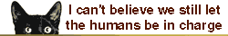 A picture of a cat with the text "I cant believe we still let the humans be in charge"