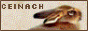 Ceniach
