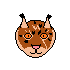 lynx